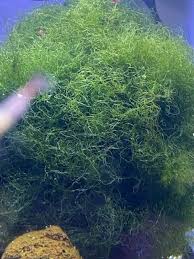 Image result for Brachychloa