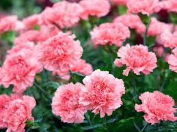 With that said, some types of flowers tend to be seen as standbys when it comes to shopping for women. The Most Popular Types Of Flowers That Represent Love