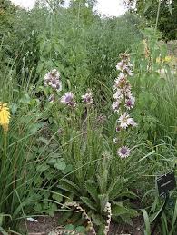 Image result for Berkheya