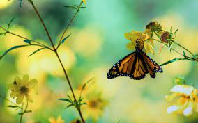 Butterfly Wallpaper Wallpaper Trends Butterfly Pictures Butterfly Wallpaper Spring Wallpaper