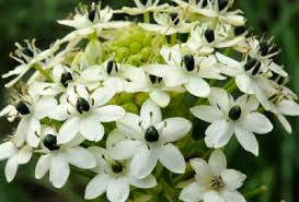 Image result for Ornithogalum