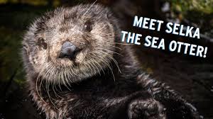 If both sites are reasonably clean and dry, we see no harm in going directly to an immersion bath. Meet Our Otters Monterey Bay Aquarium