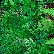 Image result for Adiantum schweinfurthii