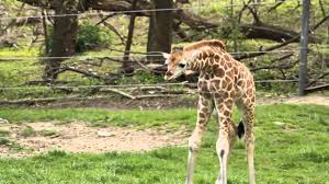 In the beginning god and in. The Bronx Zoo S New Baby Giraffe Baby Animal Zoo