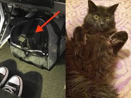 If so, for how long, and where? What It S Like To Fly With Cats On An Airplane Long Distance Insider
