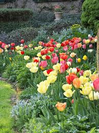 Rainbow Of Tulips Create A Sweeping Swath Of Color With A Mix Of Tulip Varieties Interplanted With Easy Growi Spring Flowering Bulbs Bulb Flowers Tulips Garden