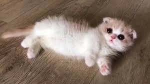 Munchkin kittens come in long and short haired varieties with an array of different colors and markings. The History And Origin Of Munchkin Cats Munchkin Cat Guide