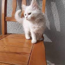 petcim com kocaeli icin ucretsiz british shorthair facebook