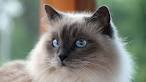 Birman - Price, Personality, Lifespan - Cat Breeds List