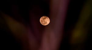 7 de abril de 2020. Superluna Rosa De Abril 2020 La Mas Grande Y Brillante Del Ano
