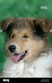 Portrait de chien de berger écossais Banque de photographies et d'images à  haute résolution