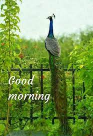 Check spelling or type a new query. Pin By Shiva Sivanesarajah On Good Morning 1 Good Morning Wednesday Latest Good Morning Good Morning