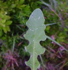 Image result for Hypochaeris