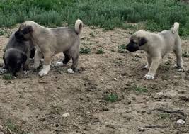 kucuk kangal satilik kangal kopegi kopek akbas