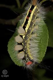 Black And Red Striped Fuzzy Caterpillar White Marked Tussok Moth Caterpillar Caterpillar Insect Moth Caterpillar Bugs Insects