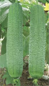 We did not find results for: Tinggi Hasil Hybrid F1 Awal Jatuh Tempo Tebal Daging Luffa Benih Loofah Benih Handuk Labu Biji Buy Gambas Benih Loofah Benih Handuk Biji Labu Product On Alibaba Com