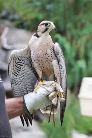 Peregrine Falcon Birds Of Prey Animals Lanner Falcon Pet Birds Birds Of Prey Animals Beautiful
