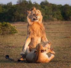 Lion fiercely penetrating in missionary : r/natureismetal