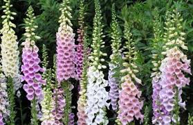 Produk bibit bunga terbaru bibit bunga pupuk anggrek namira kemasan botol. Harga Bibit Bunga Foxglove Terbaru Juni 2021 Hargabulanini Com