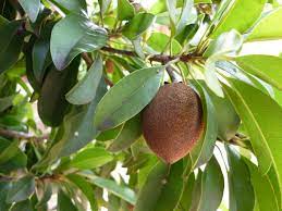 Nursery tree purchase and delivery. Forum Fruit Trees In Perth Wa