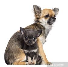 Poster Chihuahua Welpen 9 Monate Alt Und 7 Wochen Alt Pixers Wir Leben Um Zu Verandern