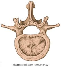 Lumbar Vertebra Images, Stock Photos & Vectors | Shutterstock