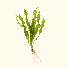 Image result for Aponogeton