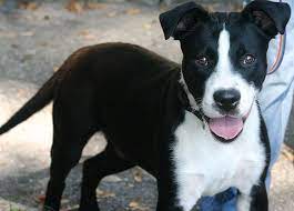 We did not find results for: Pin On Four Pawed Friends