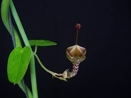 Image result for Ceropegia haygarthii
