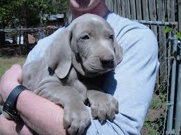 (those are her forever brothers.) Weimaraner Puppies For Sale Price Range Weimaraner Dogs Cost