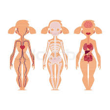Female anatomy images the female reproductive system anatomical chart anatomy models and. Vector Flat Structure Of The Human Stock Vector Colourbox
