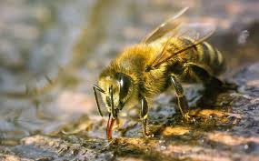 So Bauen Sie Eine Bienentranke Selber Mit Bildern Bienen Natur Tiere Bienenfreundliche Pflanzen