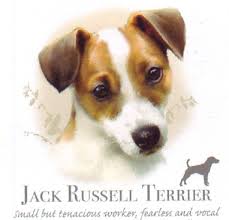 Jack Russell Terrier T Shirt Adult Youth Toddler Many Colors