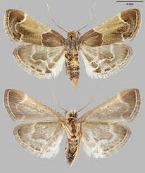 Image result for Pyralis lienigialis