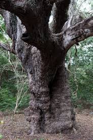 Image result for Newtonia hildebrandtii