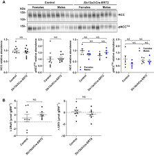 The station was launched 4 days after eir tileorasi. A Novel Distal Convoluted Tubule Specific Cre Recombinase Driven By The Nacl Cotransporter Gene American Journal Of Physiology Renal Physiology