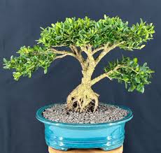Image result for Buxus