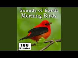 Birds Chirping In The Morning Sound Effect Early Morning Wild Birds Chirping And Activity Songbirds Singing Bird Ambience Sound Effects Youtube Wild Birds Singing Bird Birds