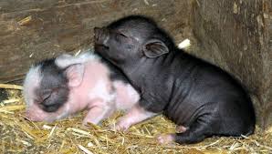 Somerzby, our pet enclosures are safe as houses. Pot Bellied Pigs For Sale Home Facebook