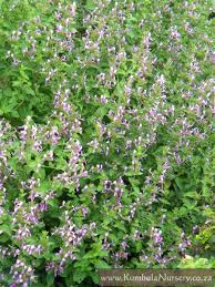 Image result for Hypoestes cancellata