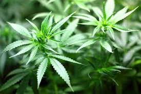 Unsere hanf produkte sind ganz legal online und offline zu kaufen. Cannabis Wo Ist Laut Gesetz Der Anbau Legal Und Wo Nicht