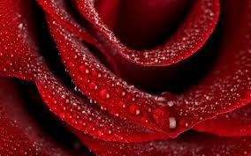 Wallpapers we have about (17,073) wallpapers sort by newest first in (1/570) pages. A Beautiful Red Rose Wallpapers Download Full Screen Rose Wallpaper Hd 2560x1600 Wallpaper Teahub Io