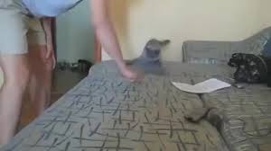 Discover taras kostyuk's biography, age, height, physical stats, dating/affairs, family and career updates. Taras Kostyuk Coub