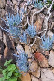 Image result for Senecio speciosus