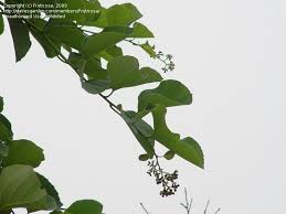 News, politics and analysis for those who like to think outside the box. Plant Identification Closed Plum Fig Southern California Gooey Dropped Fruit 1 By Fruticosa