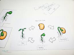 Check spelling or type a new query. Plant Life Cycle Worksheets For Kids