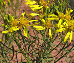 Image result for Senecio sp.no.1