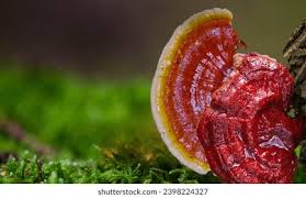 Image result for Ganoderma lucidum