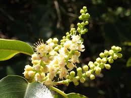 Image result for Cassinopsis ilicifolia