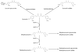 nutrients free full text curcumin gut microbiota and neuroprotection html